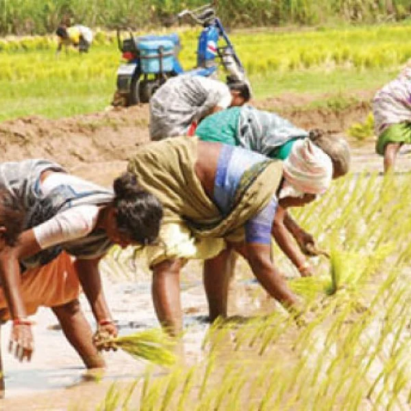 பசுமை ஒலி