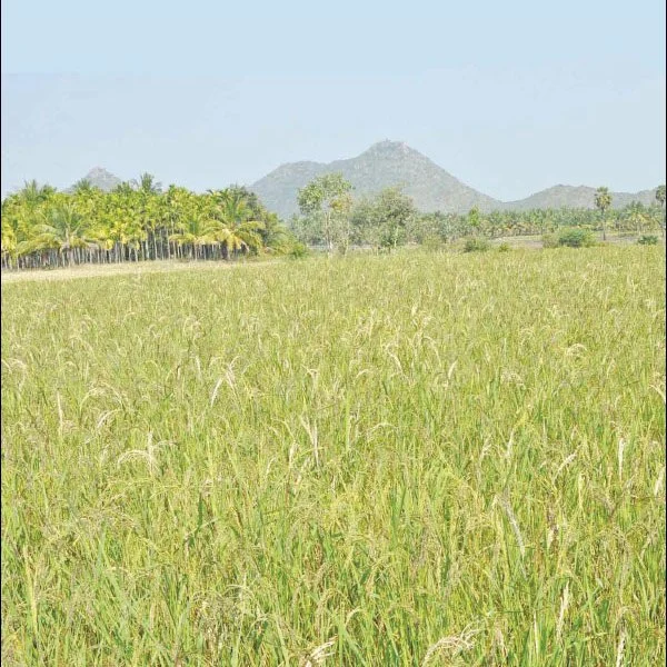 நீங்கள் கேட்டவை: வளமிழந்த நிலத்தை ஜீரோ பட்ஜெட் முறையில் வளமாக்க முடியுமா?