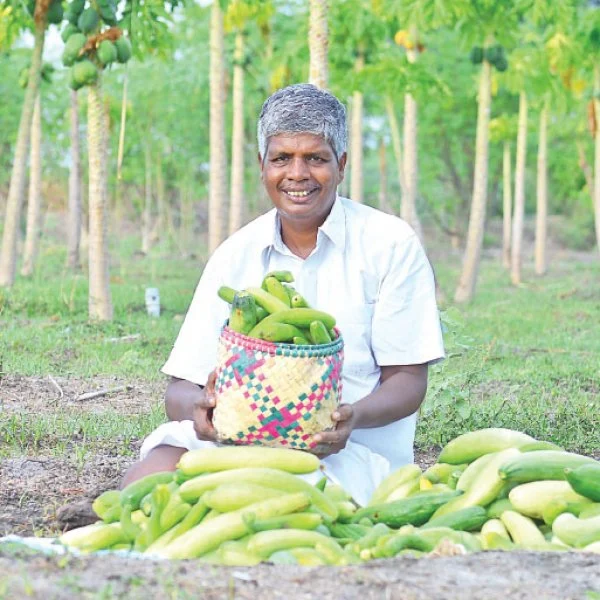 வறட்சியிலும் வெகுமதி கொடுக்கும் வெள்ளரி! - 25 சென்ட் நிலத்தில்... ரூ 20 ஆயிரம் லாபம்!