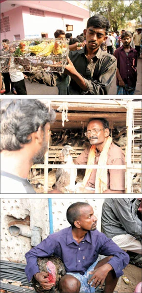 ஆள் உயர வான்கோழி... விரல் உயர வெள்ளை எலி!