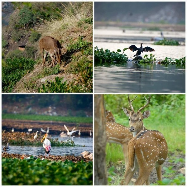 'எல்லாராலயும் அங்கே போய்டமுடியாது.... மர்மதேசம் அவலாஞ்சி! - ஊர் சுத்தலாம் வாங்க பாகம் 4 #Avalanche