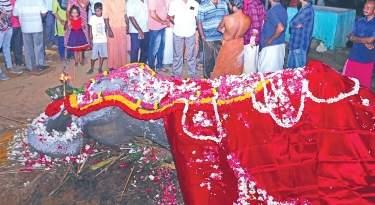 கின்னஸில் இடம்பிடித்த பெண் யானை தாக்ஷாயணி 87 வயதில் மரணம்!