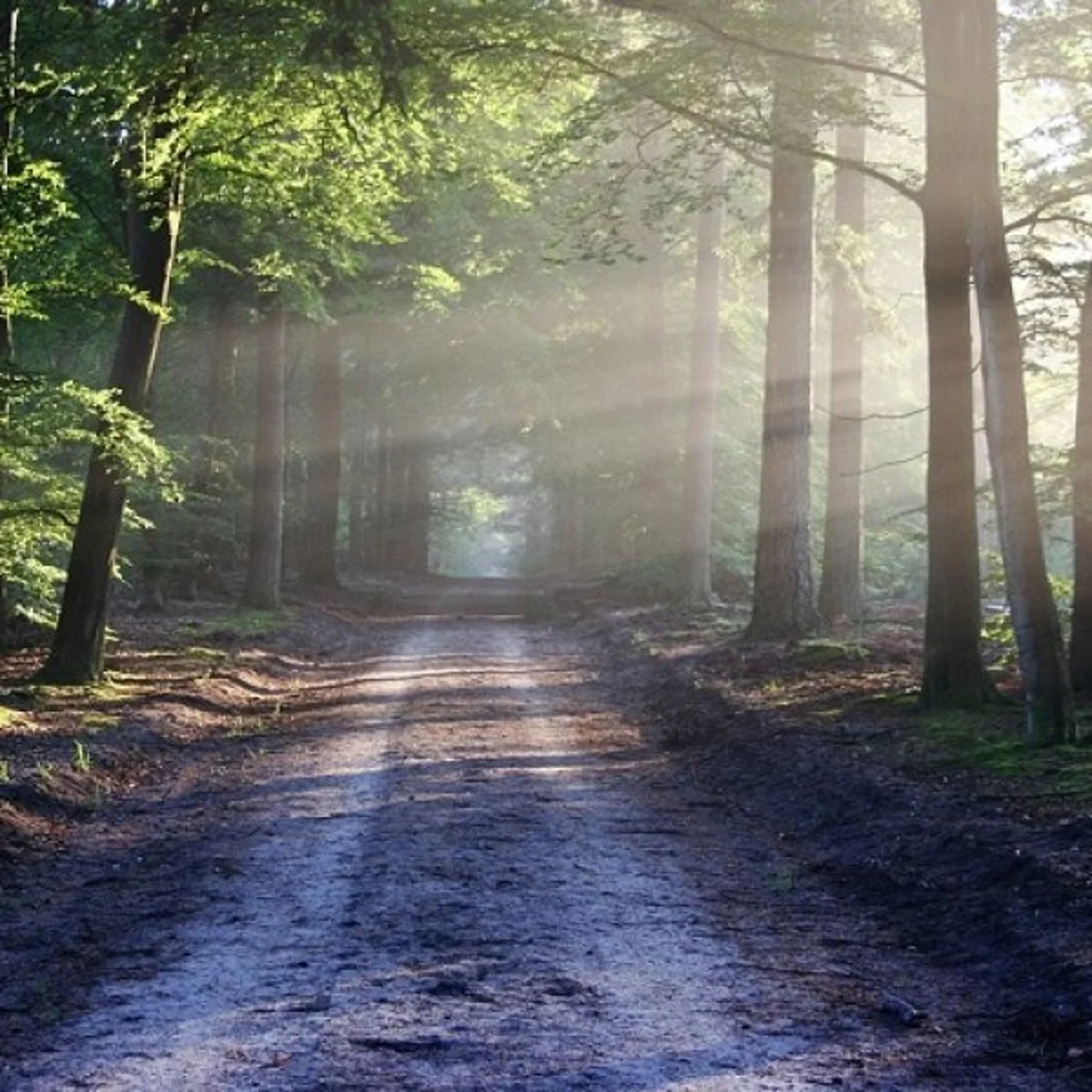 `மரம் வளர்த்தால், மழை வரும் என்பது உண்மைதானா?’ ஓர் அலசல்! Does trees give rain or rain grows