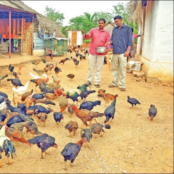 380 hens, 40 roosters, monthly ₹ 2,25,000... Country hens providing significant profit!