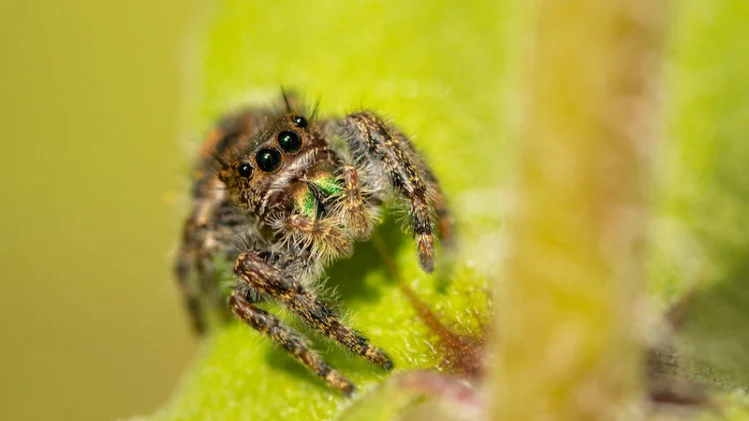 jumbing spider