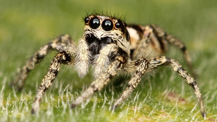 jumbing spider