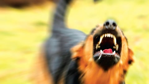 ரேபிஸ் விழிப்புணர்வு தினம்