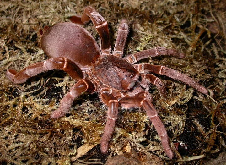 baboon spider