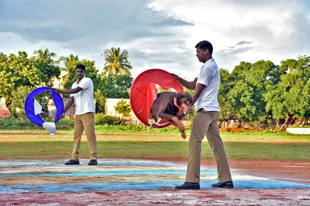 திருச்சி ரயில்வே பாதுகாப்புப் படையின் மோப்பநாய் சாகச நிகழ்ச்சி