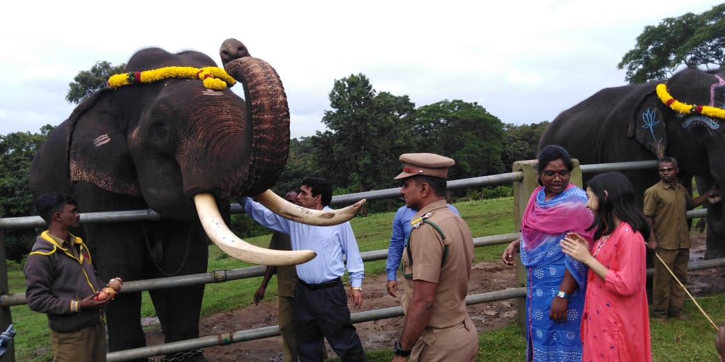 Camp elephants