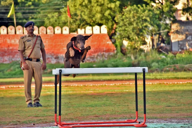 திருச்சி ரயில்வே பாதுகாப்புப் படையின் மோப்பநாய் சாகச நிகழ்ச்சி