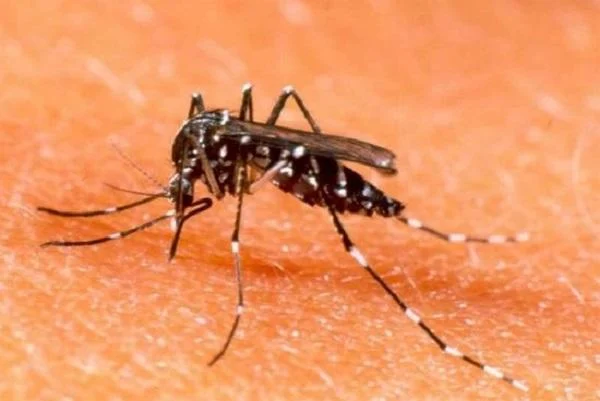 Dengue
