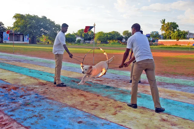 திருச்சி ரயில்வே பாதுகாப்புப் படையின் மோப்பநாய் சாகச நிகழ்ச்சி