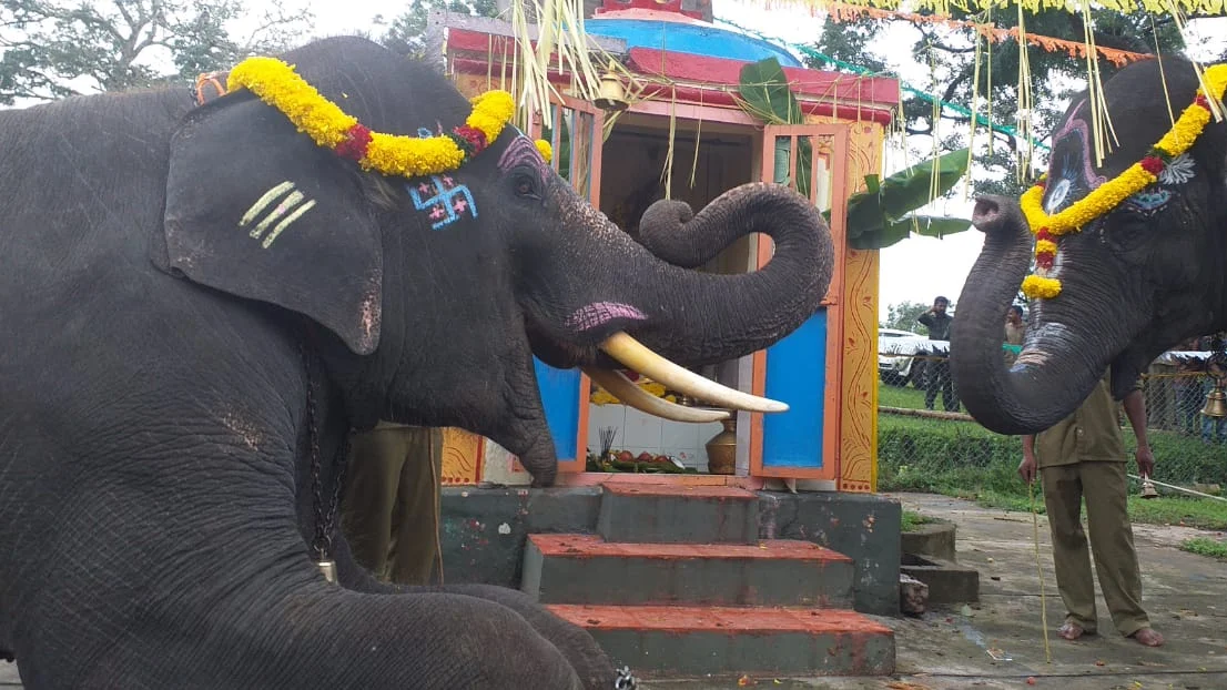 Masini and Krishna Elephants