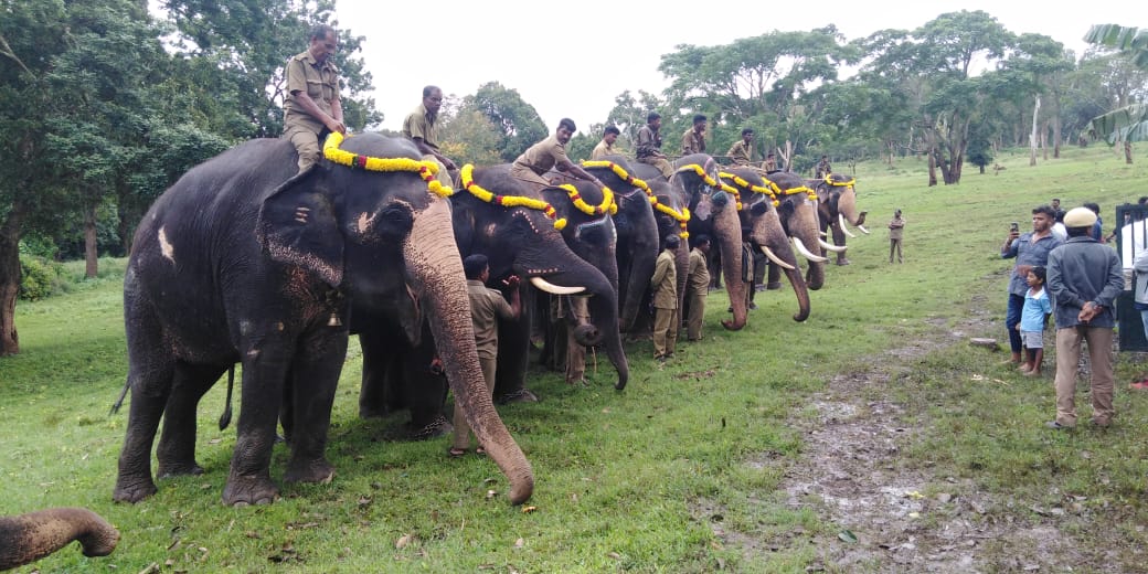 Camp elephants