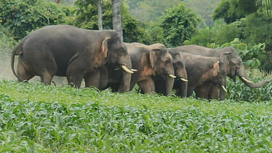 Elephant