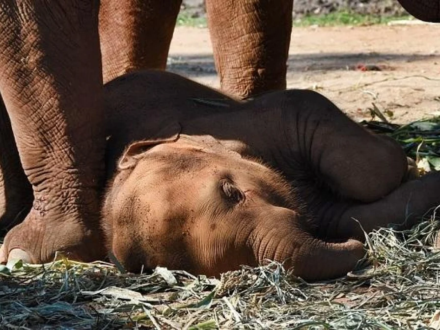 மனிதன் - யானை மோதலுக்குத் தீர்வு கண்டுபிடித்த 9-ம் வகுப்பு மாணவன்! #CelebrateElephants