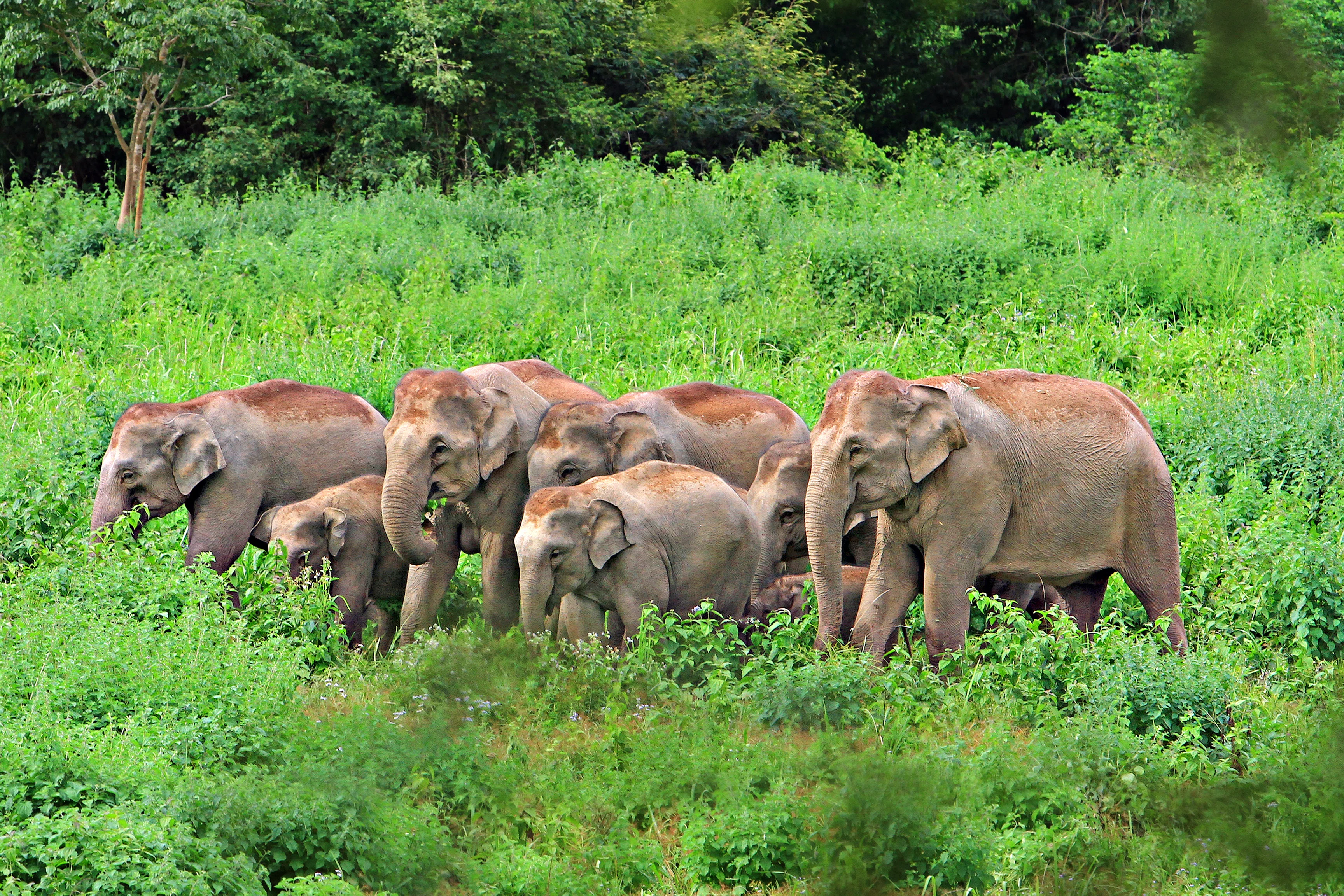 Elephants