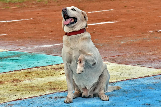 திருச்சி ரயில்வே பாதுகாப்புப் படையின் மோப்பநாய் சாகச நிகழ்ச்சி
