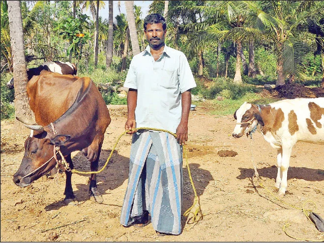 உற்பத்திச் செலவு ரூ. 49... வருமானம் ரூ. 32... பால் விலையேறியும் பயனில்லை!