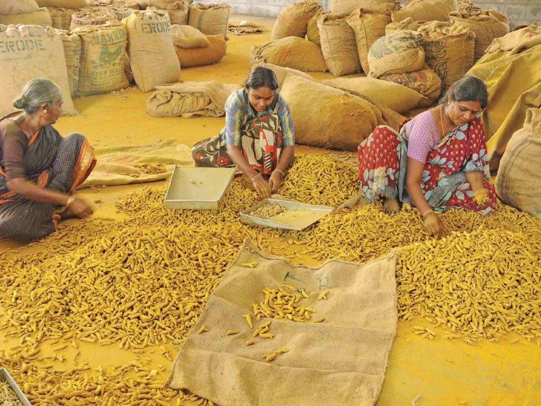 7 ஆண்டுகளாக உயராத மஞ்சள் விலை! - மாற்றுப் பயிர் நாடும் விவசாயிகள்!