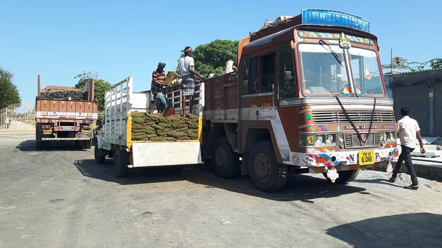 லாரிகளில் கொண்டு வரப்படும் புற்கள்