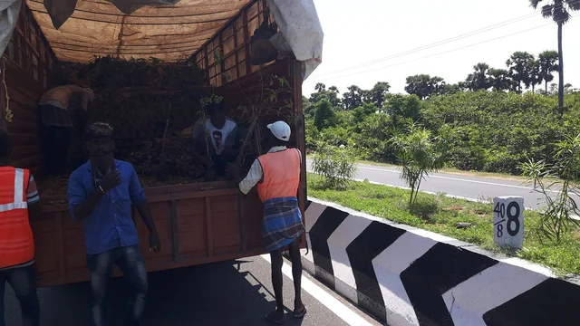 கிழக்கு கடற்கரை சாலை தடுப்புகளில் நடப்படும் செடிகள்