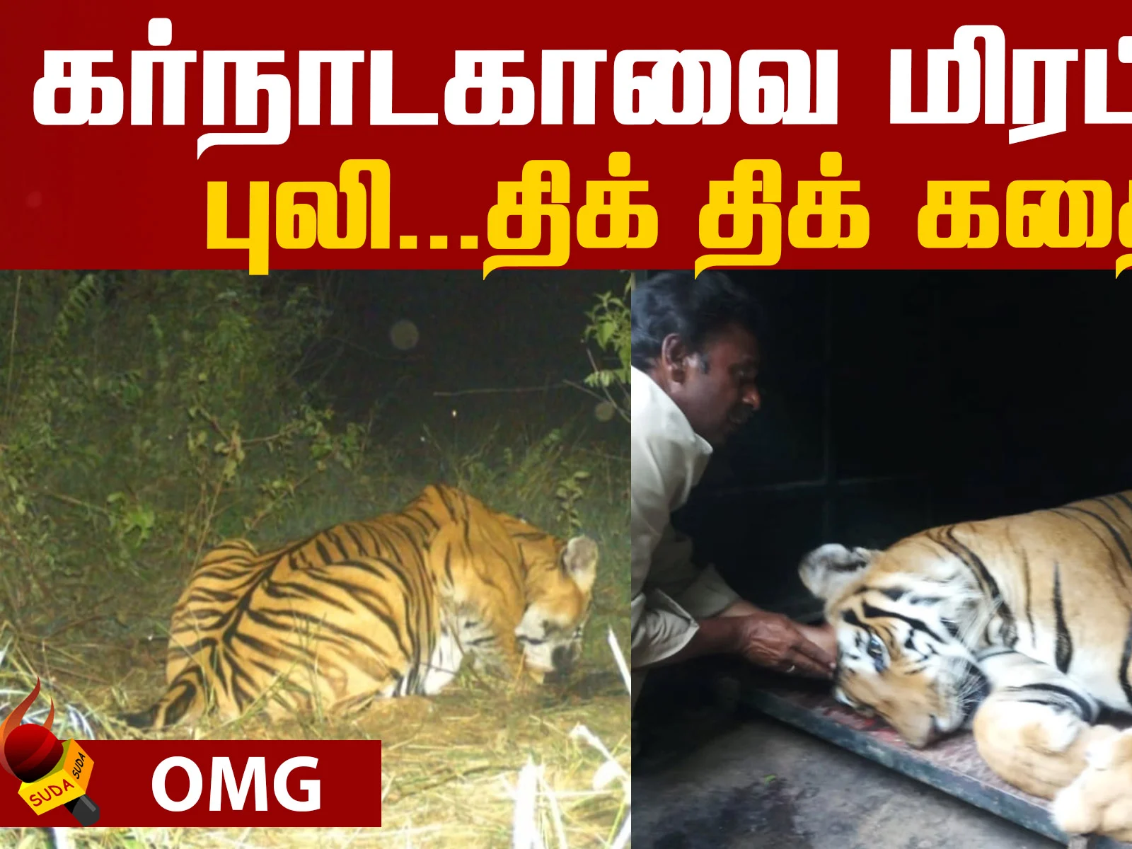 An Unimaginable Story of a tiger!