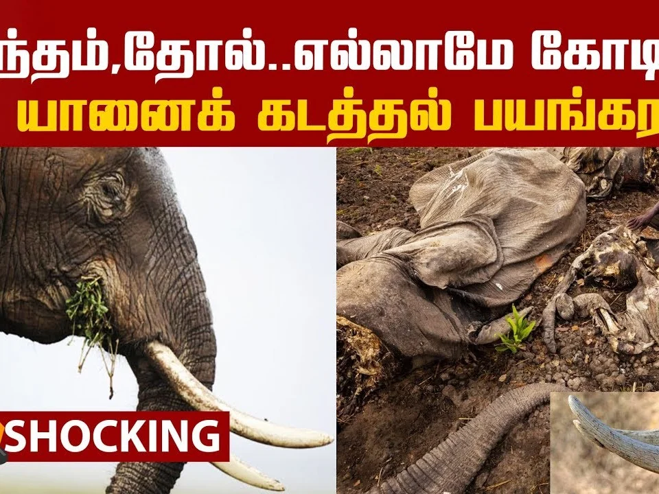 Shocking Network of ivory traders around the world!