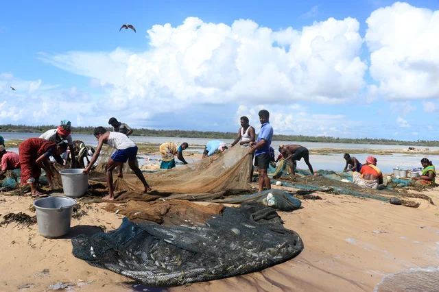 பிடித்த மீன்களை சேகரிக்கும் மீனவர்கள்