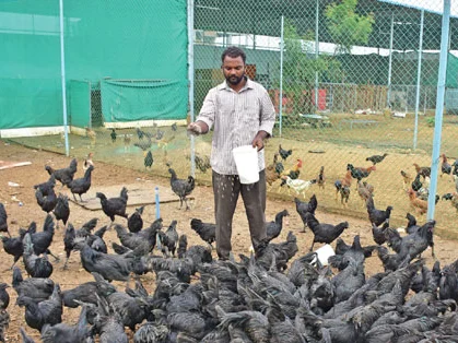 கொழுத்த வருமானம் தரும் நாட்டுக்கோழி வளர்ப்பு!