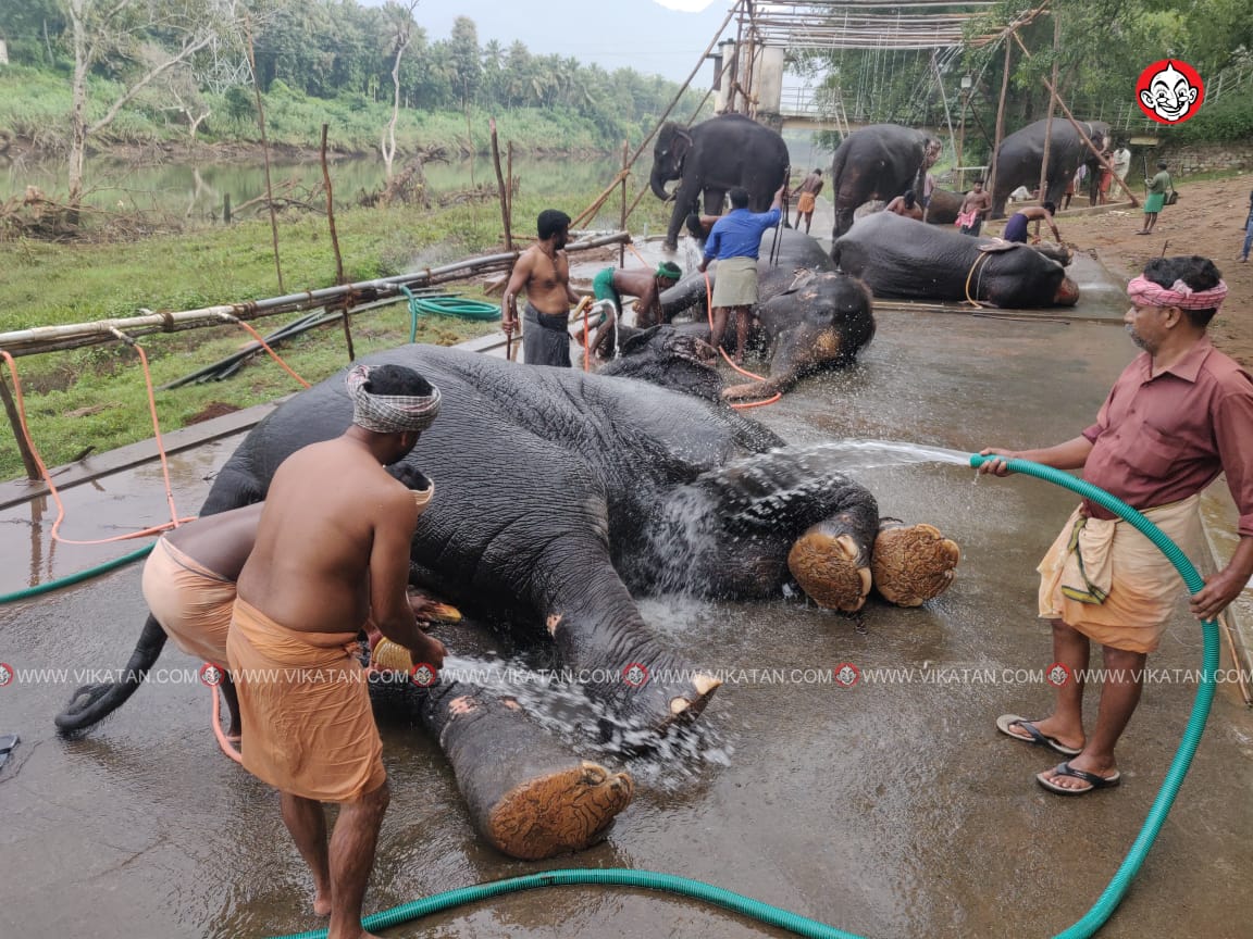 `கணபதி ஹோமம்; ஷவர் குளியல்; எதிர்ப்பு'- தேக்கம்பட்டியில் தொடங்கிய கோயில் யானைகள் முகாம்!