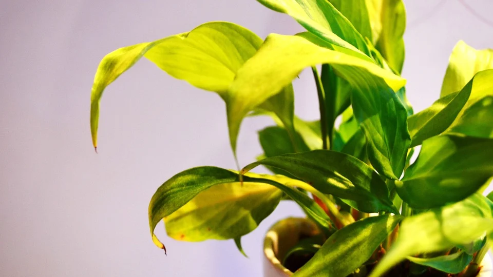 Indoor Plant
