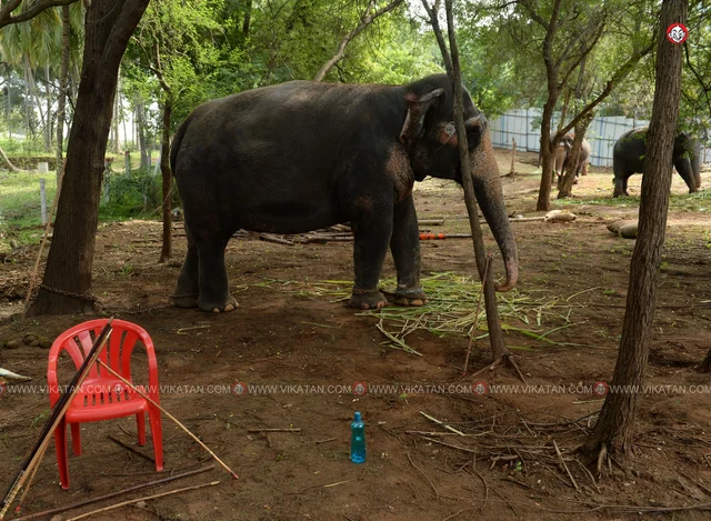 யானைகள் நல்வாழ்வு முகாம் 2019-2020
