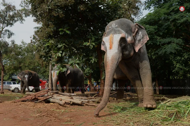 யானைகள் நல்வாழ்வு முகாம் 2019-2020