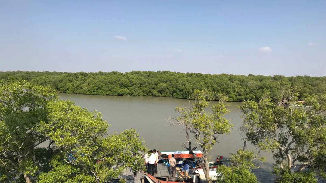 அலையாத்திக் காடுகள்