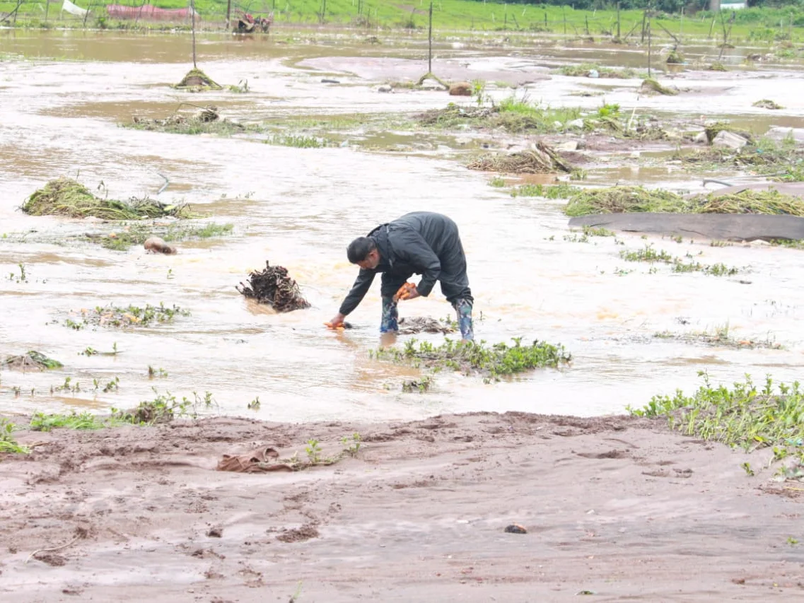 `விளை நிலங்களில் வெள்ளம்... நீரில் மூழ்கிய மலைப் பயிர்கள்!’- நீலகிரியில் விவசாயிகள் கண்ணீர்