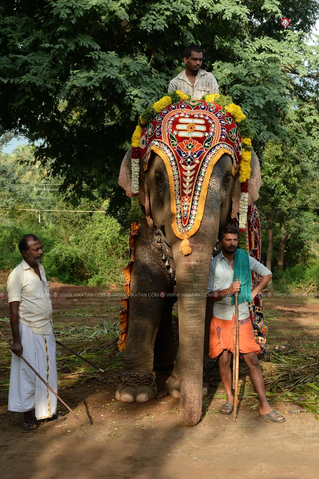 யானைகள் நல்வாழ்வு முகாம் 2019-2020