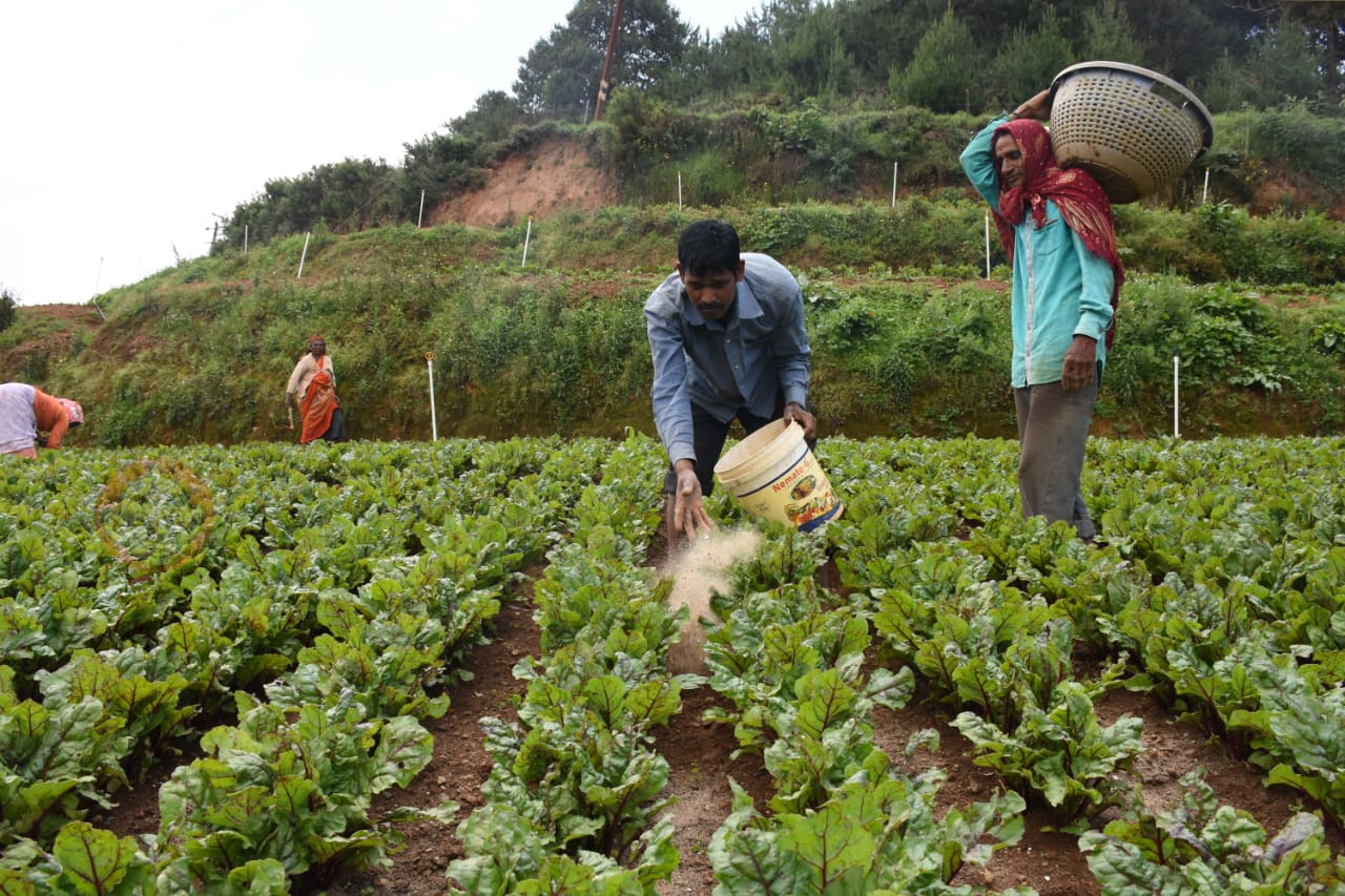 Pesticides