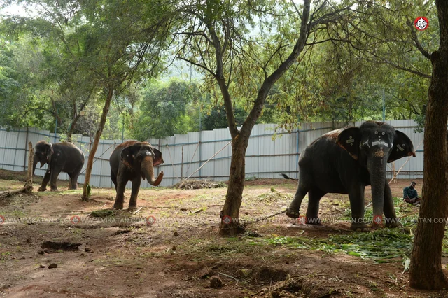 யானைகள் நல்வாழ்வு முகாம் 2019-2020