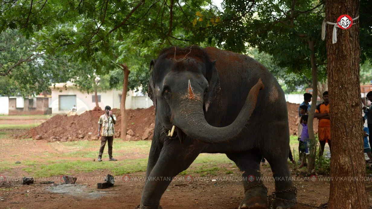 யானை