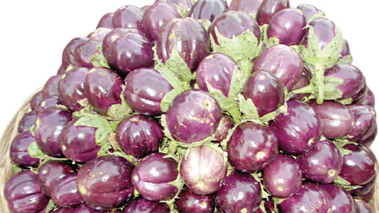 brinjal