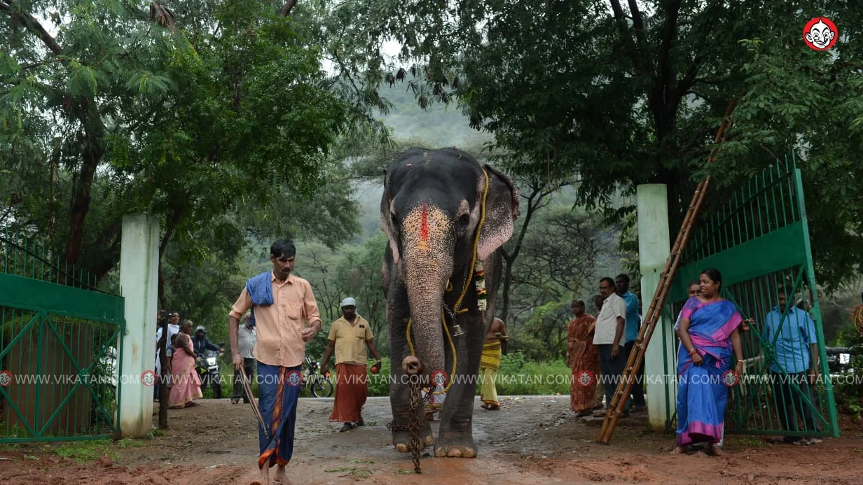 தேக்கம்பட்டி புத்துணர்வு முகாம்