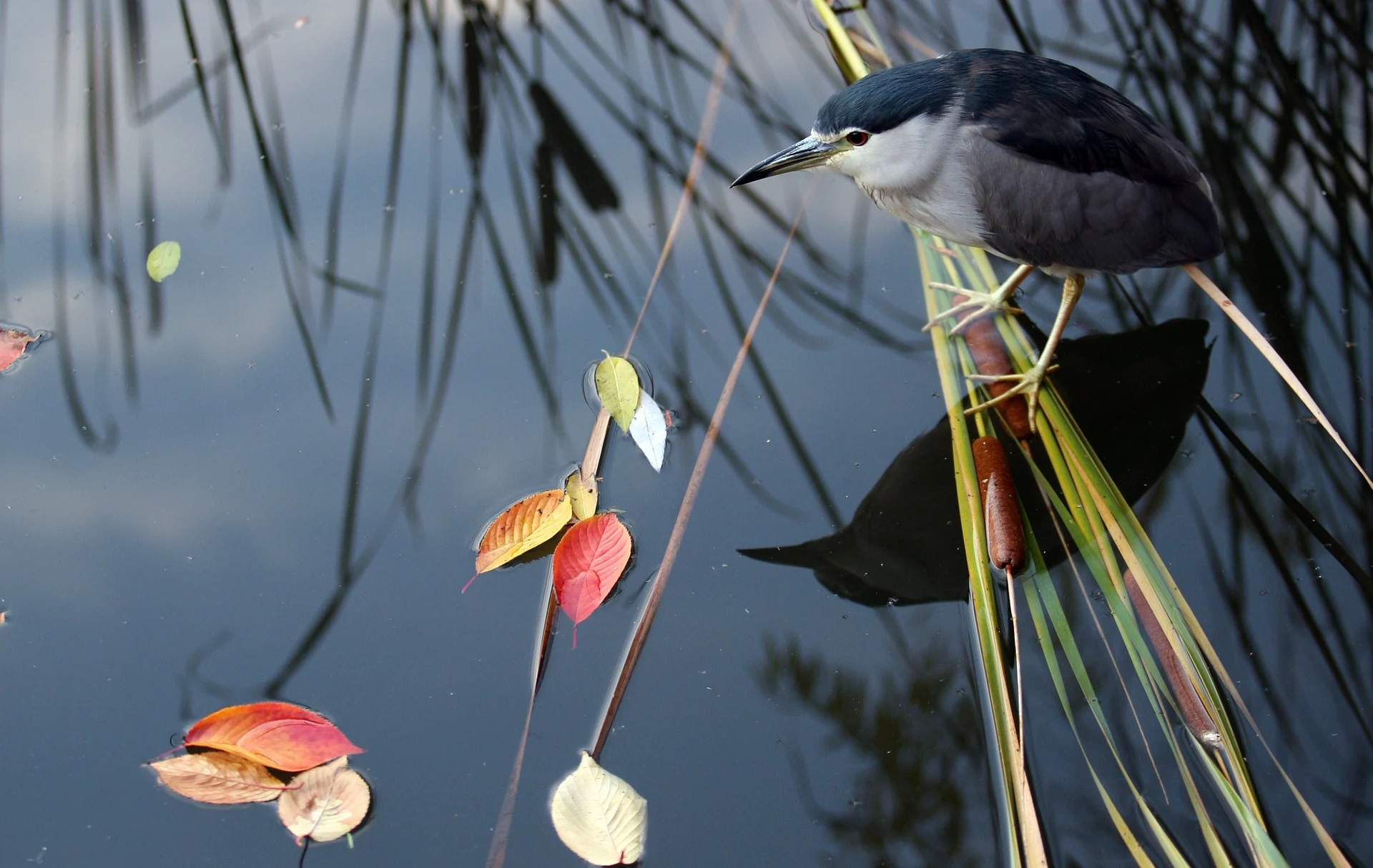 Representational Image