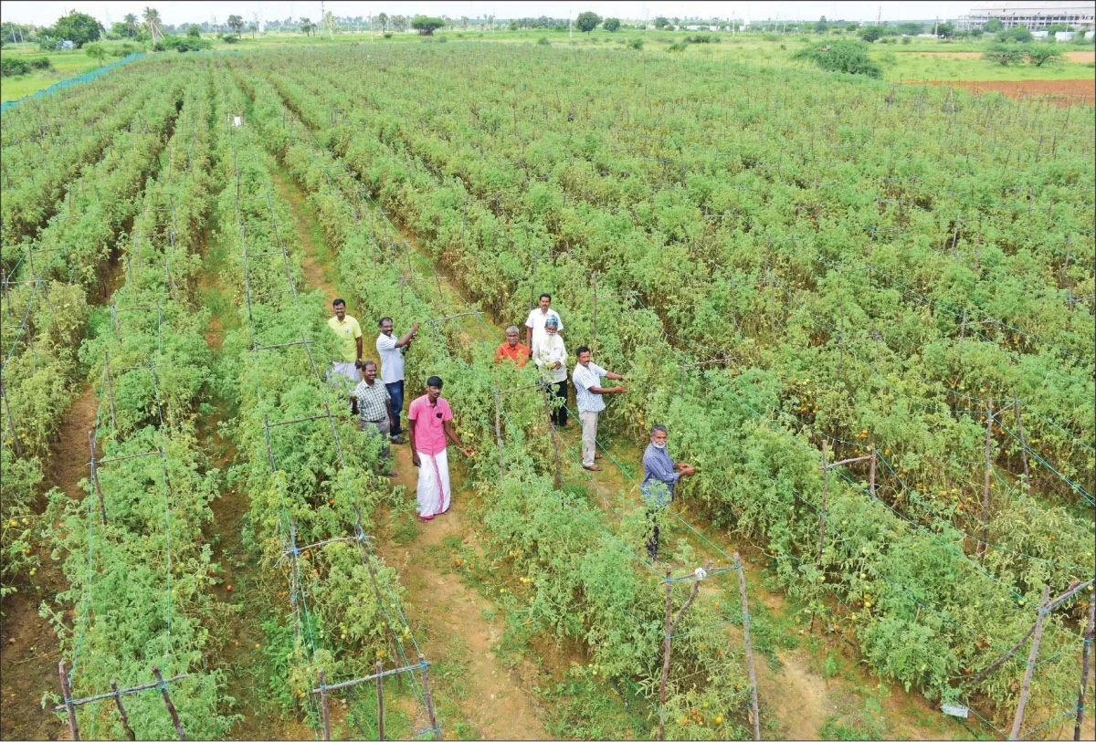ஏக்கருக்கு ரூ.5 லட்சம்: இயற்கை முறையில் கொடித் தக்காளி சாகுபடி செய்வது எப்படி?