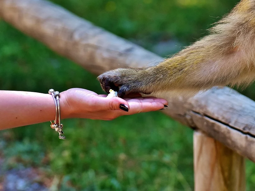 Feeding Wild animals