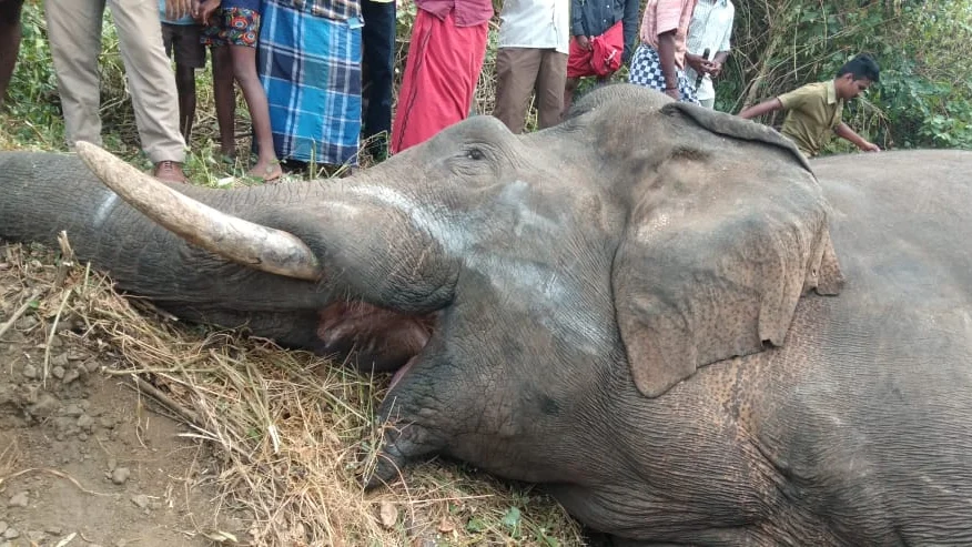 யானை