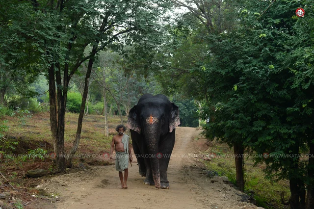 யானைகள் நல்வாழ்வு முகாம் 2019-2020