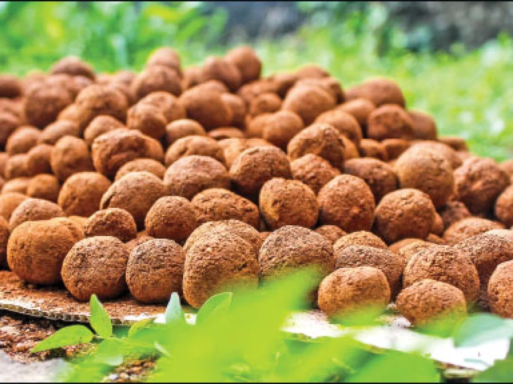 விதைப்பந்துகள்