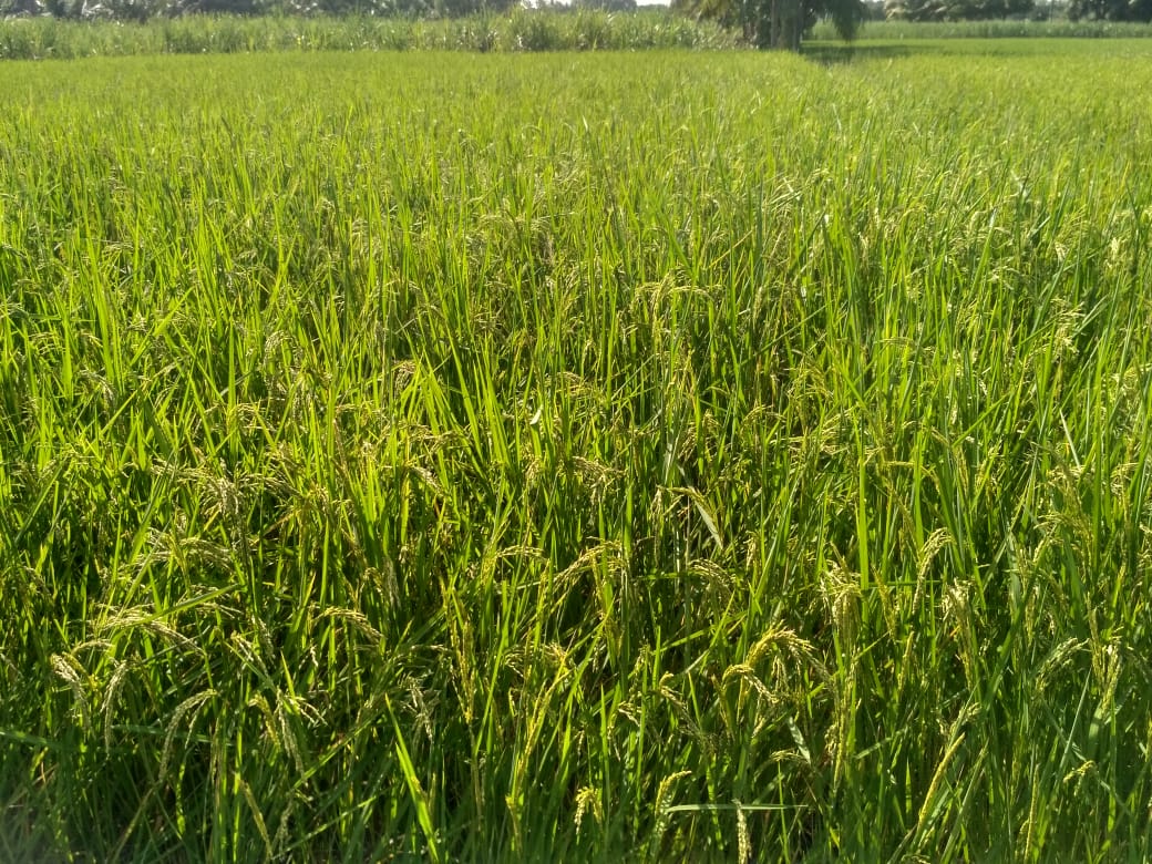 மாப்பிள்ளை சம்பா